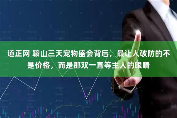 道正网 鞍山三天宠物盛会背后，最让人破防的不是价格，而是那双一直等主人的眼睛